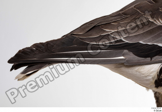 Greater white-fronted goose Anser albifrons tail 0002.jpg